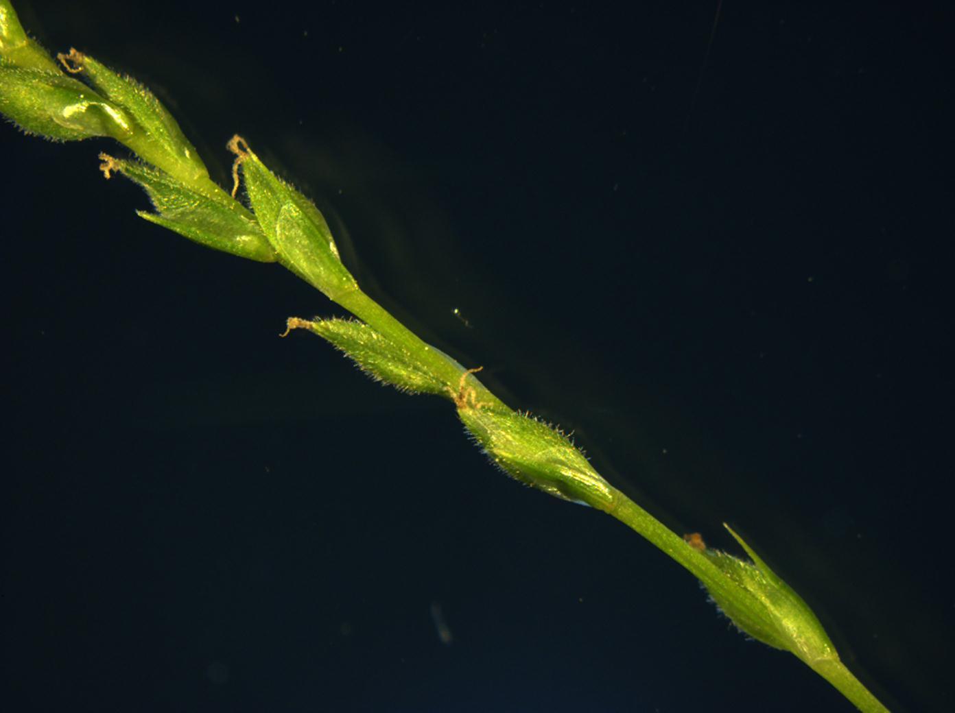 Carex roanensis