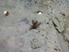 Progomphus alachuensis