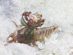 Progomphus alachuensis