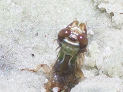 Progomphus alachuensis
