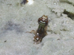 Progomphus alachuensis