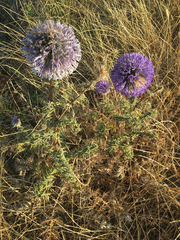 Echinops adenocaulos