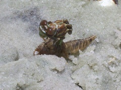 Progomphus alachuensis