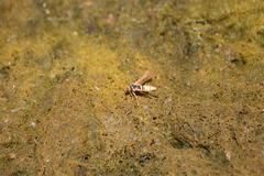 Paranthrene robiniae