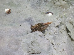 Progomphus alachuensis