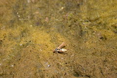 Paranthrene robiniae