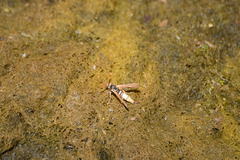 Paranthrene robiniae