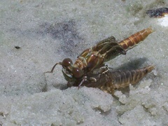 Progomphus alachuensis