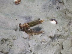 Progomphus alachuensis