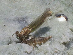 Progomphus alachuensis
