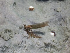Progomphus alachuensis