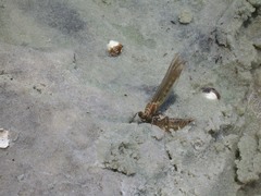 Progomphus alachuensis