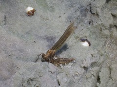 Progomphus alachuensis