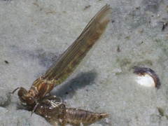 Progomphus alachuensis