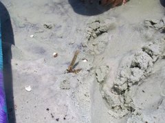 Progomphus alachuensis