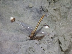 Progomphus alachuensis