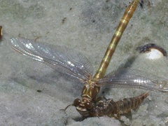 Progomphus alachuensis