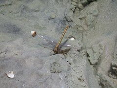 Progomphus alachuensis