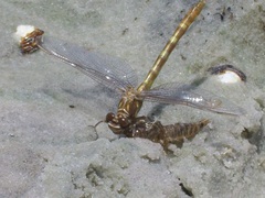 Progomphus alachuensis