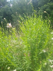 Oenothera gaura