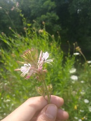 Oenothera gaura