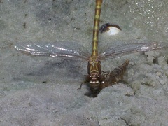 Progomphus alachuensis