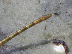 Progomphus alachuensis