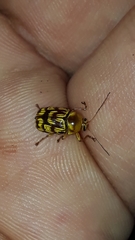 Cryptocephalus atrofasciatus