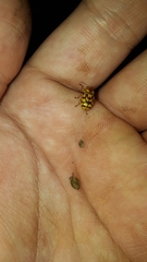 Cryptocephalus atrofasciatus