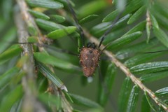 Leiobunum calcar