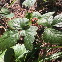 Rubus saxatilis