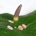 Hackberry Horn Gall Midge - Photo (c) Kimberlie Sasan, some rights reserved (CC BY-ND), uploaded by Kimberlie Sasan