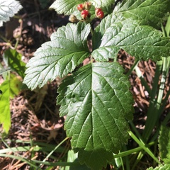 Rubus saxatilis