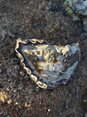 Saccostrea glomerata