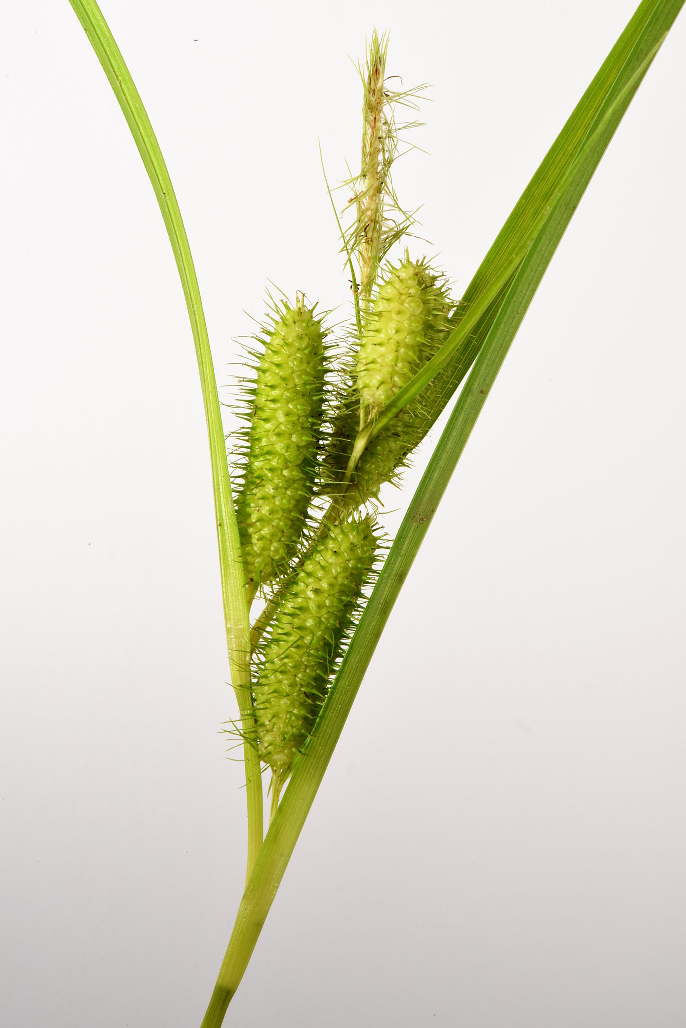Carex frankii