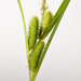 Carex frankii - Photo (c) Tyler Smith,  זכויות יוצרים חלקיות (CC BY-NC)