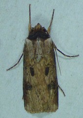 Agrotis malefida