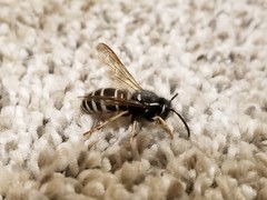 Vespula intermedia