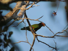 Amazona xantholora