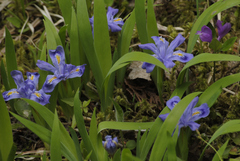 Iris lacustris