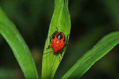 Conquistator mucronatus