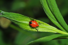 Conquistator mucronatus