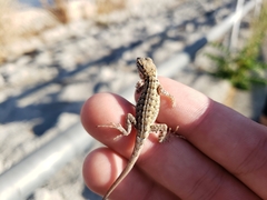 Uta stansburiana