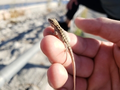 Uta stansburiana