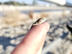 Uta stansburiana