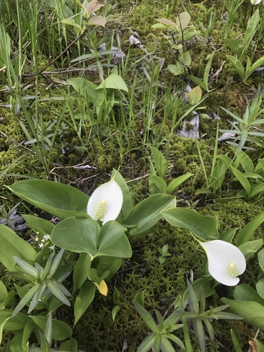 Calla palustris iNat (3)