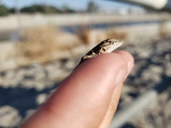 Uta stansburiana