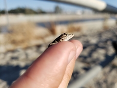 Uta stansburiana