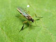 Platypalpus discifer