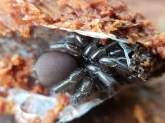 Antrodiaetus pacificus